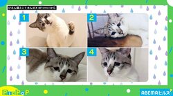 「ガチぴえんはどれでしょう？」 “普段から困り顔”猫の難しすぎる4択が話題