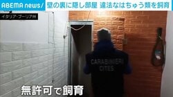 偽の壁の裏に隠し部屋 全長5mアナコンダなど爬虫類を違法飼育 イタリア南部で摘発