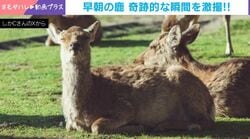 「神々しい…」早朝にシカを撮影→奇跡の瞬間に「ご利益ありそう」「笑ってしまったw」と反響
