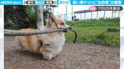 「ドリフ思い出すw」長い棒を口にくわえながら歩くコーギーの“お約束の展開”が、SNSで爆笑の嵐！「オチ想像できたのに最後まで見ちゃった」