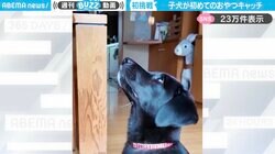 子犬が“おやつキャッチ”に初挑戦…果たして結果は！？チャレンジする様子に「愛くるしすぎ」「反応が遅いのもたまらない」と悶絶の声