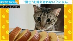 「野生を抑えきれない」猫の表情が天使→悪魔に豹変する様子に飼い主「今まで見たことがない形相」