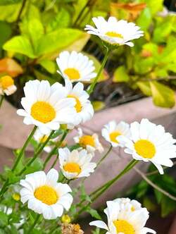  アグネス・チャン、友人が他界したことを報告「ご冥福を心からお祈りします」 