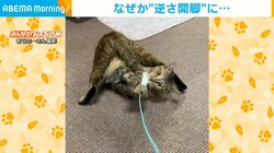 “逆さ開脚”でおもちゃを掴む猫 まるで体操選手? 目を疑う珍ポーズに飼い主驚愕