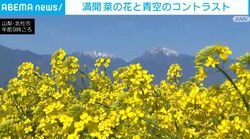 満開 菜の花と青空のコントラスト