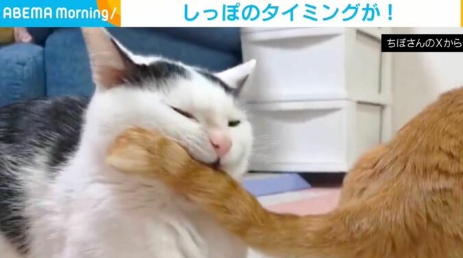 白黒柄のこもちくんと茶トラの茶々くん