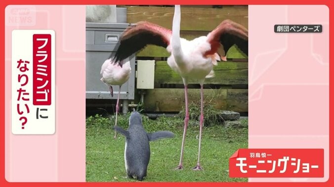 同じ動き！翼を広げて片足立ちも　マネするペンギンさん　フラミンゴになりたいの？ 1枚目