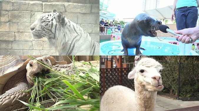 動物たちの可愛すぎる“食事タイム”に密着！ ホワイトタイガーこだわりのディナーとは？ 1枚目