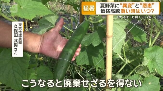 大きくなりすぎたキュウリ