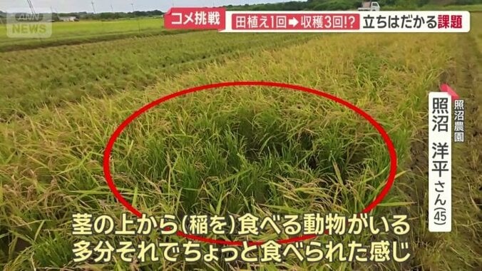 いくつか青いままの稲穂も