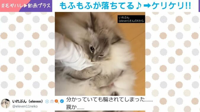 サイベリアンの「いれぶん」くん
