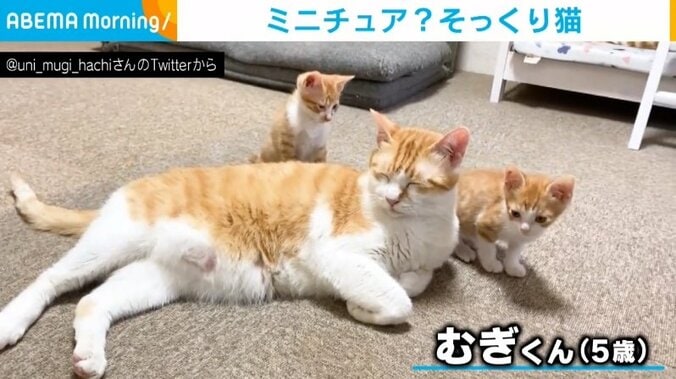 見た目も仕草もそっくり...子猫と飼い猫の毛繕いの様子に飼い主「保護猫で一時的に引き取っている」 1枚目