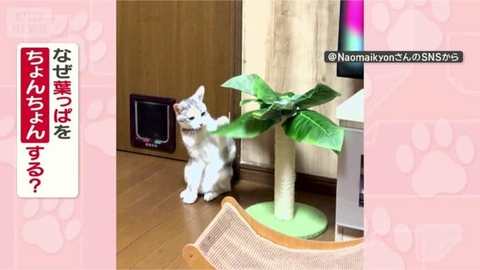 なぜ葉っぱをつつくの？