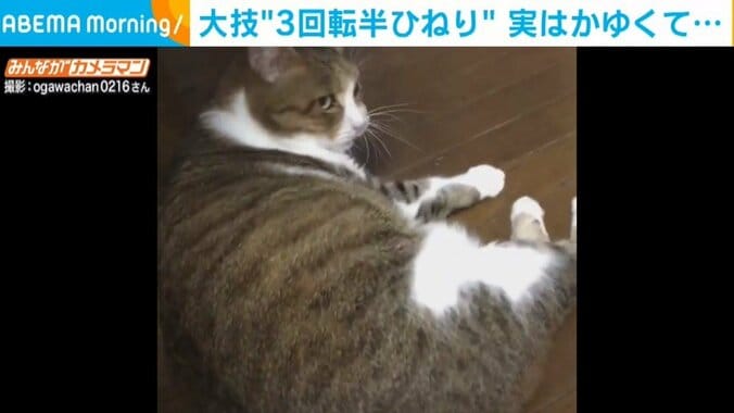 奇跡の大技？ 猫による「抱え込み3回転半ひねり」 シュールな“珍行動”が話題 1枚目