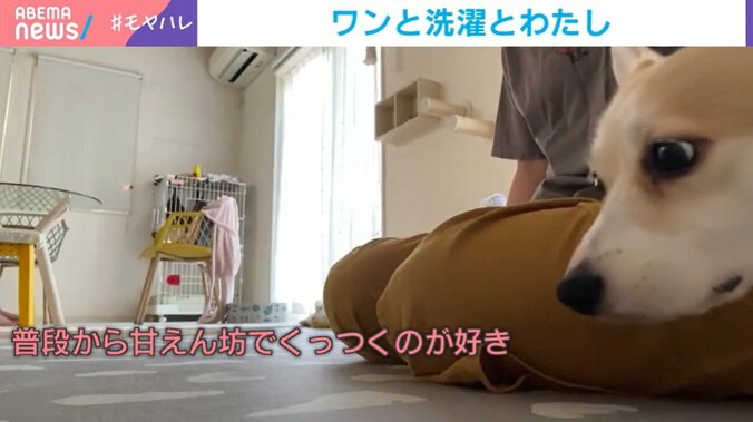 コーギーのあんずちゃん