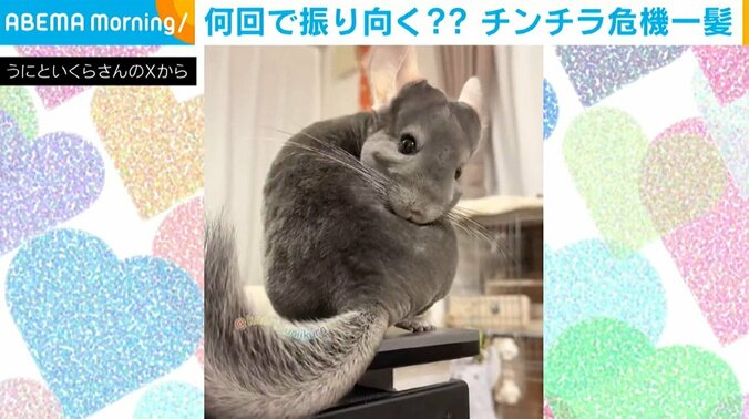 チンチラのいくらちゃん（6歳）