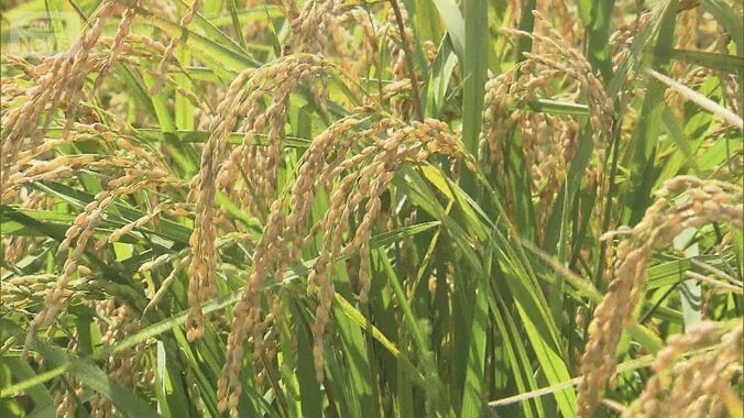 異例のコメ余りで価格は？　新米・古米価格で“逆転現象” 1枚目