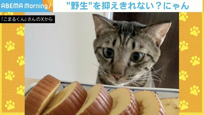 猫のはるくん（2歳）