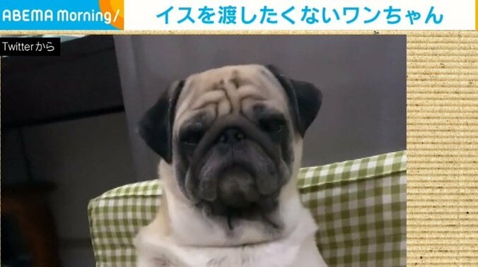 飼い主のマットレスが気に入ってしまった犬 「返したくない！」愛くるしい“必死のアピール”が話題 1枚目