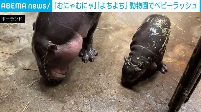 カバの親子
