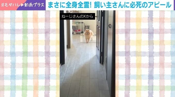 ポメラニアンのぷんちゃん（2歳）