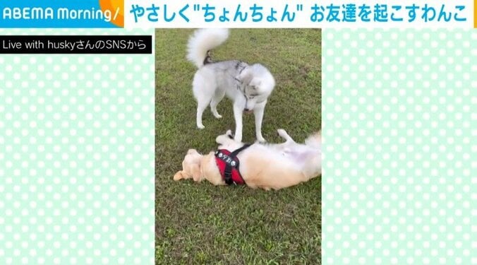 もう、許して…元気いっぱいのハスキー犬 疲れ果て寝ている友達を「起きてますか～？」と誘う姿が話題 1枚目