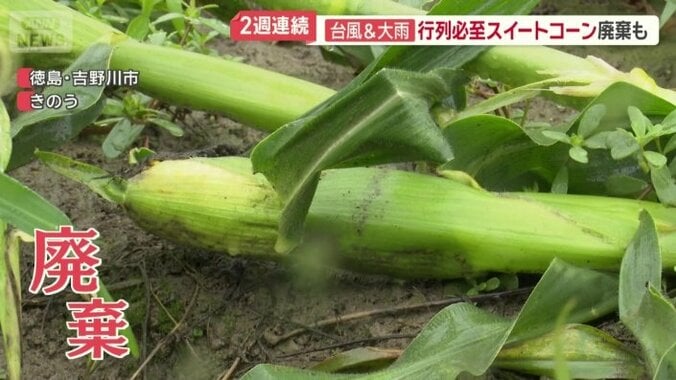 土についたものはすべて廃棄処分