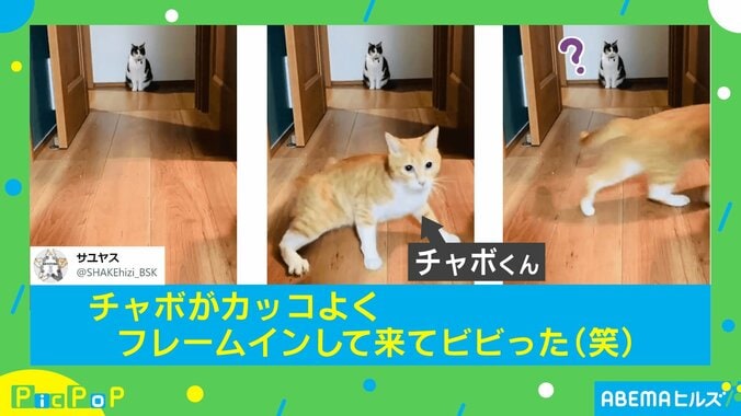 「話は聞かせてもらったニャ」“絶妙なタイミング”で現れる猫の動画に大反響「カッコいい」「映画出れそう」 1枚目