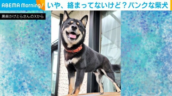 柴犬のかげとらくん