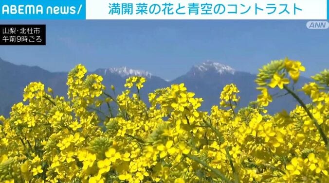 満開の菜の花