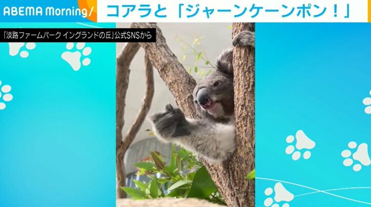 コアラのナギちゃん（2歳）