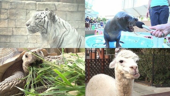 動物たちの可愛すぎる“食事タイム”に密着！ ホワイトタイガーこだわりのディナーとは？