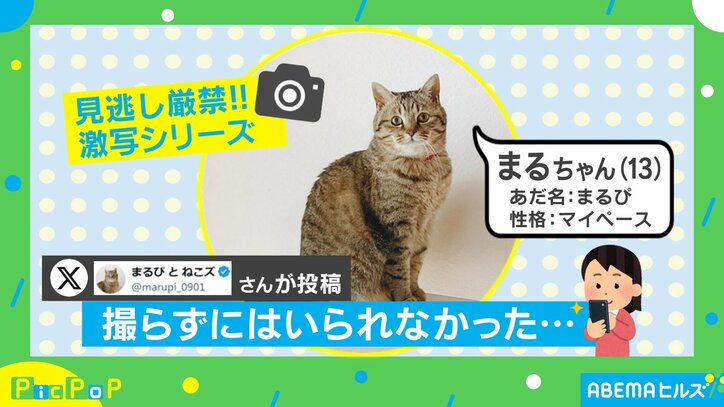 猫のまるちゃん