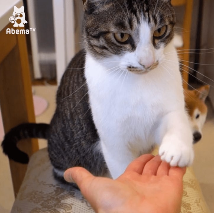「お手できるにゃ！」 柴犬2匹と暮らす猫ミルキーの芸に才能を感じる