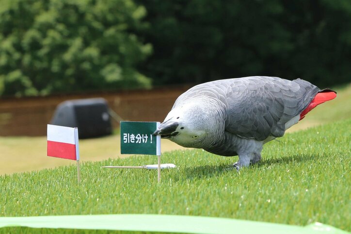 “占いインコ”のオリビア、日本対ポーランドの勝敗占いは「引き分け」 グループリーグ突破に追い風か