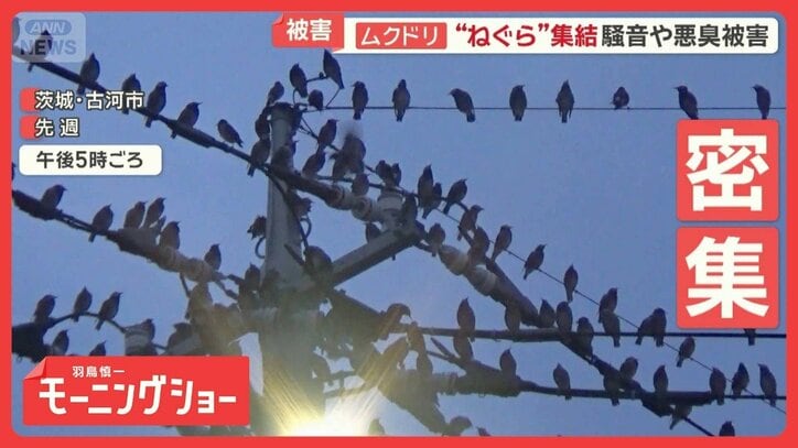 ムクドリが関東各地に大量出没 深夜も続く騒音…フンや悪臭被害も 近隣住民は悲鳴