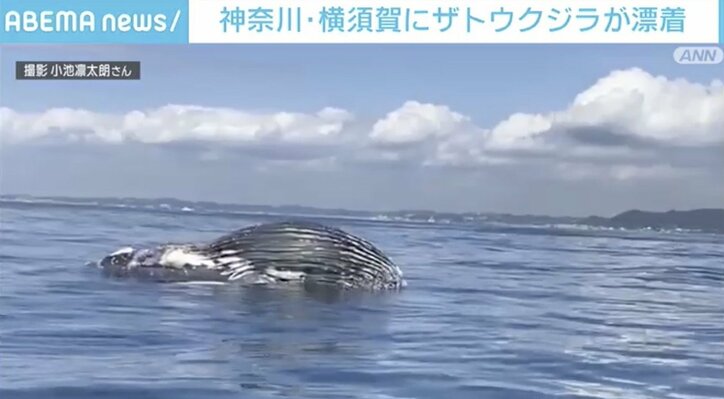 シロナガスクジラ