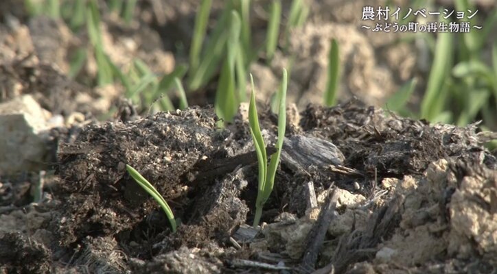 世界に名を馳せる“ぶどうの町”にするために…農家になる運命を背負った男性が、人生をかけて挑む“地域再生”