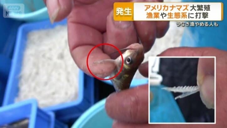 アメリカナマズのノコギリ状のトゲ