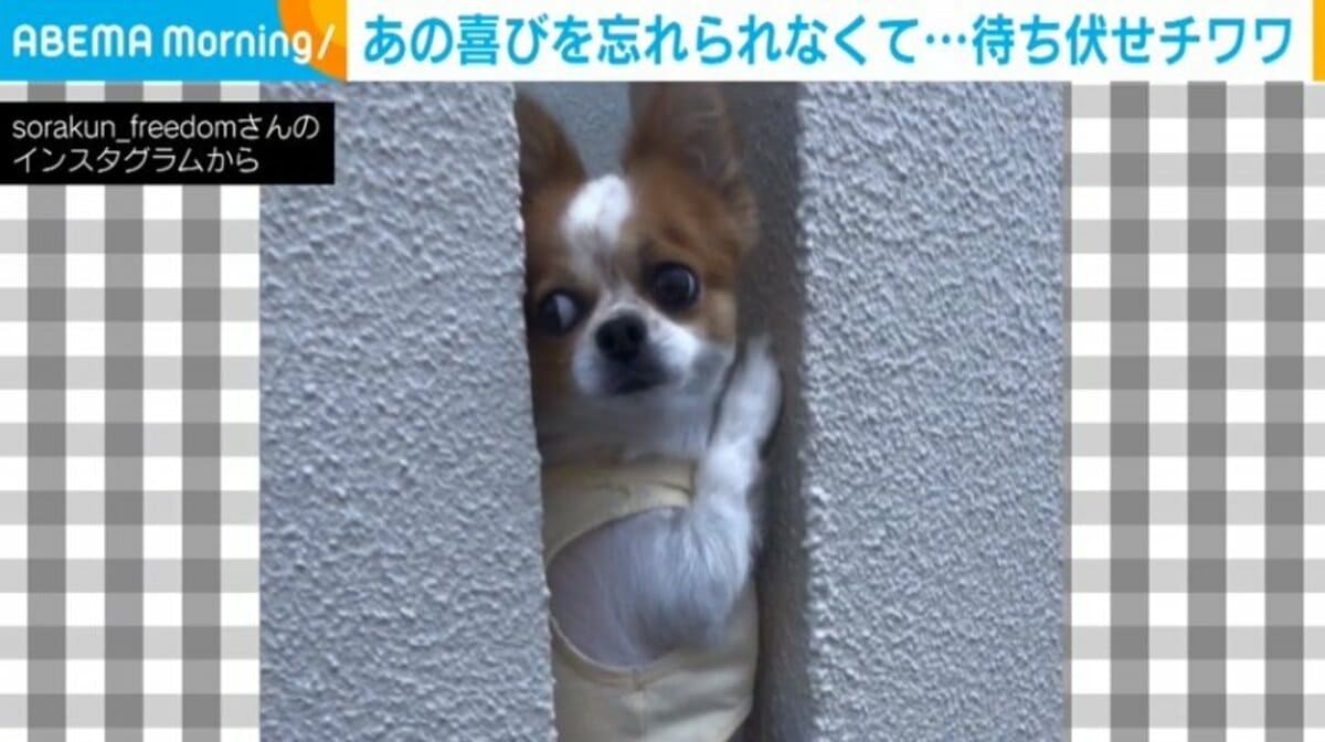喜びが忘れられない… 日課になった“待ち伏せ”をするチワワの姿に「元気