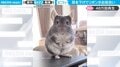 耳を下げ受け入れるキュートな仕草「きゅーんってなった」 チンチラのリボンを乗せた姿に「たまらん」癒やされる人続出