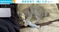 魚のおもちゃに思わず“キス” 愛が強すぎる子猫の動きに「見てて飽きない」の声