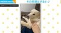 撫でても無反応の犬 怒ってると思いきや数秒後のリアクションにネット民悶絶「めっちゃ可愛すぎでニヤけた」