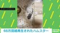 外に出たい子ハムスター VS 家に戻す母の“譲れない戦い”に「運動会のBGMつけてみたいｗ」反響続々