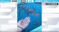 人気の深海生物が食用で販売されていた！ 食料品店で発見された動画に大反響 「こうやって泳ぐんだ」「飼育できるの？」
