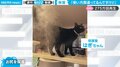 飼い主が猫に「使い方間違ってるんですけど（汗）」思わずツッコミの異常事態に爆笑 自由すぎる保護猫の振る舞いにほっこり