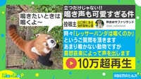 聞いたことは?レッサーパンダの鳴き声