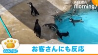 【映像】夢中で追いかけるペンギンの“あざと可愛い姿”