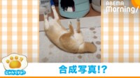 【映像】お手上げポーズで固まった柴犬の顔