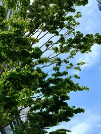 仲間由紀恵『暑い夏が始まる予感』